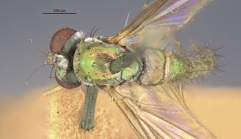 Media type: image;   Entomology 12867 Aspect: habitus dorsal view